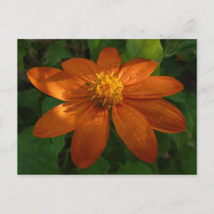 Carte Postale Lever du soleil sur le tournesol mexicain Orange F