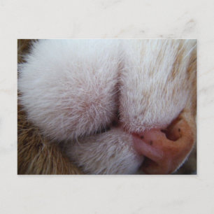 Carte Postale Lèvres et nez de Kitty Extrême Gros plan