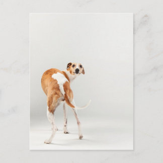 Carte Postale Lévrier whippet