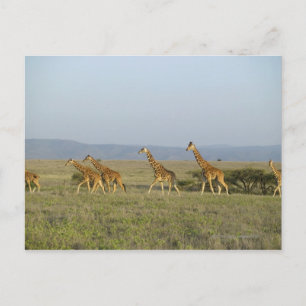 Carte Postale Lewa Wildlife Conservancy, Kenya