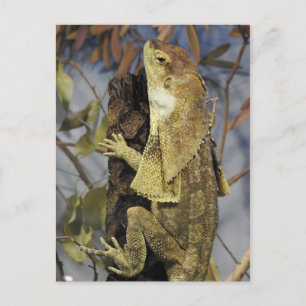 Carte Postale Lézard à col cassé
