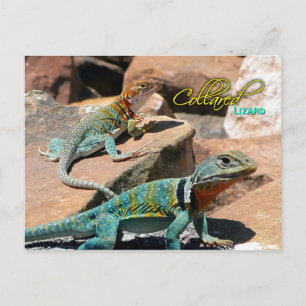 Carte Postale Lézard commun, Nouveau-Mexique