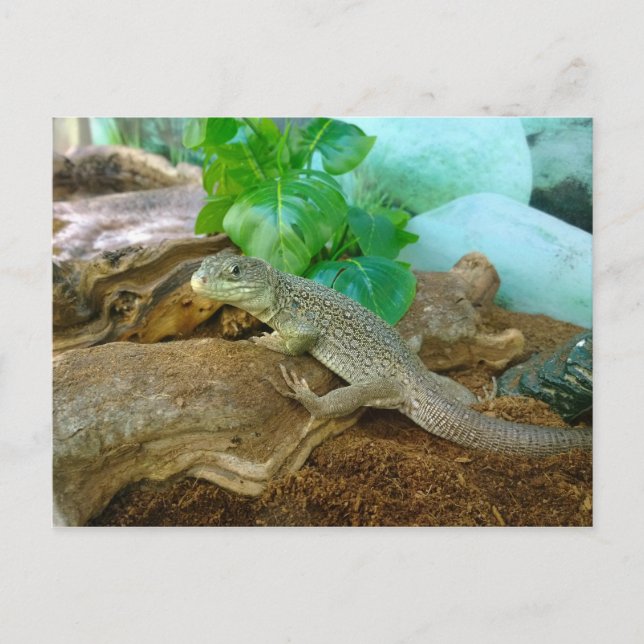 Carte Postale Lézard dans un Terrarium (Devant)