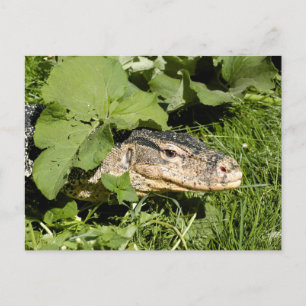 Carte Postale Lézard du moniteur d'eau