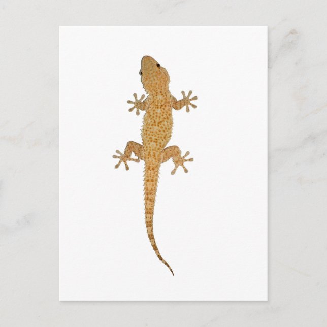 Carte Postale lézard gecko (Devant)