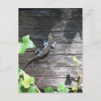 lézard gris sur un mur de lierre