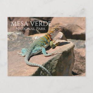 Carte Postale Lézard perlé sur Rock, Mesa Verde NP, Colorado