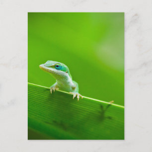 Carte Postale Lézard vert Rencontre Photographie d'Art