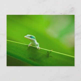 Carte Postale Lézard vert Rencontre Photographie d'Art