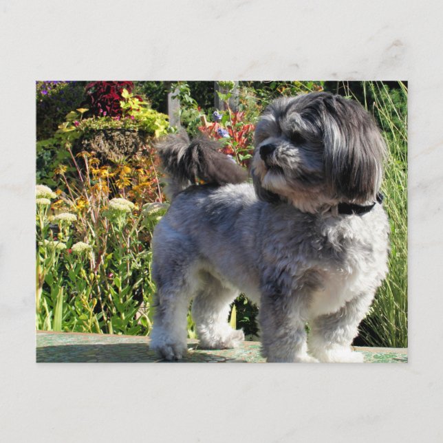 Carte Postale Lhasa Apso Bailey 1 (Devant)