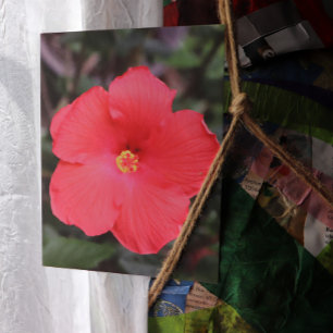 Carte Postale L'Hibiscus Tropical