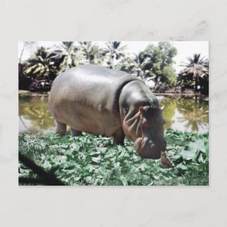 Carte Postale L'Hippopotame & l'Oiseau