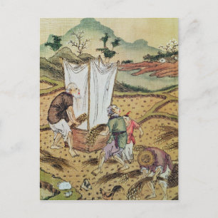 Carte Postale L'histoire du riz