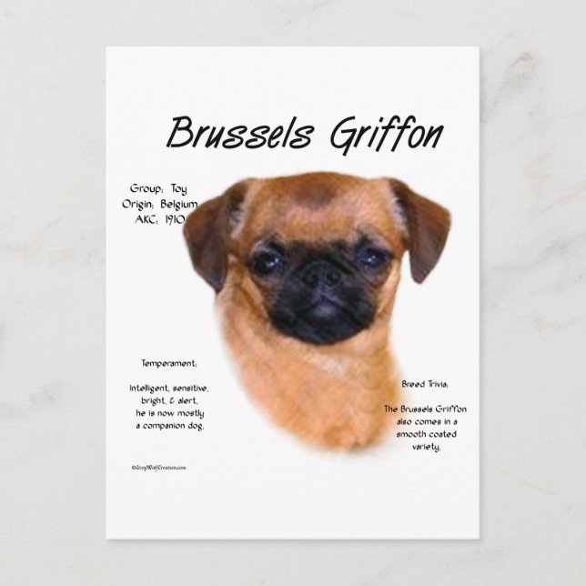 Carte Postale L'histoire mouvementée du Griffon bruxellois (Devant)