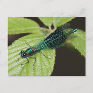 Carte Postale libellule