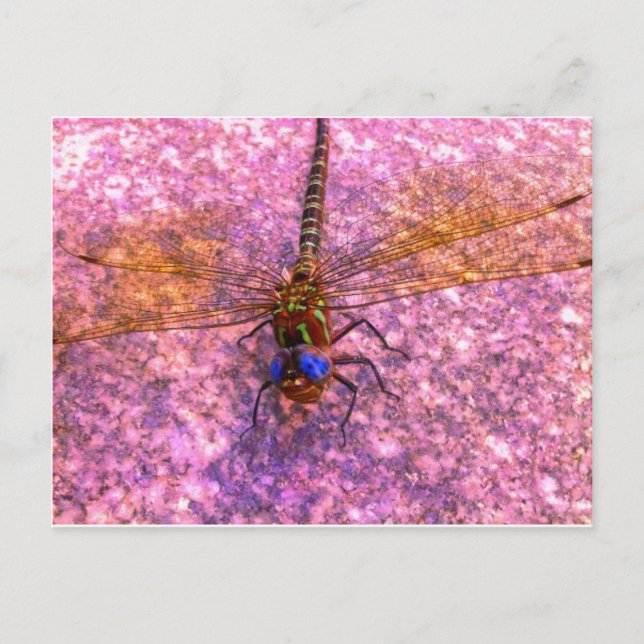 Carte Postale libellule (Devant)