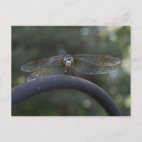 libellule
