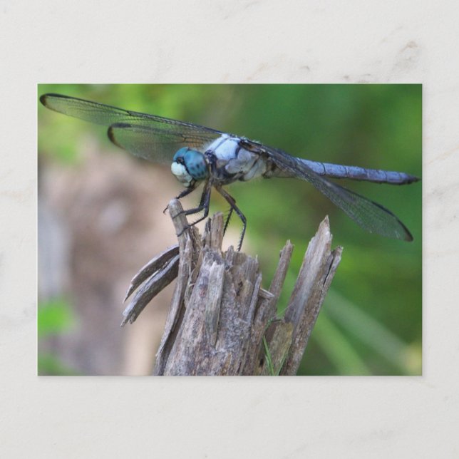 Carte Postale libellule (Devant)