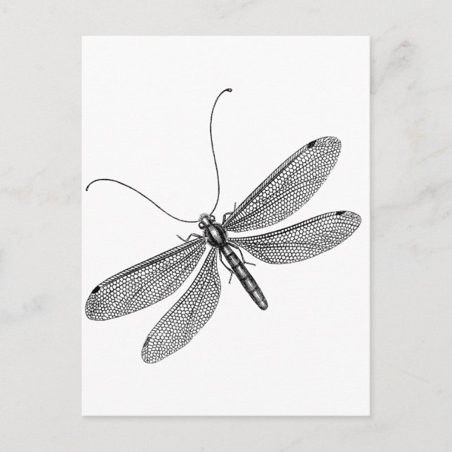 Carte Postale libellule (Devant)