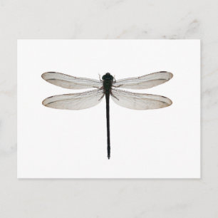 Carte Postale libellule