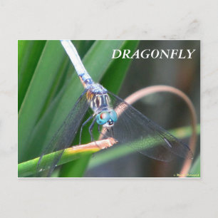 Carte Postale libellule