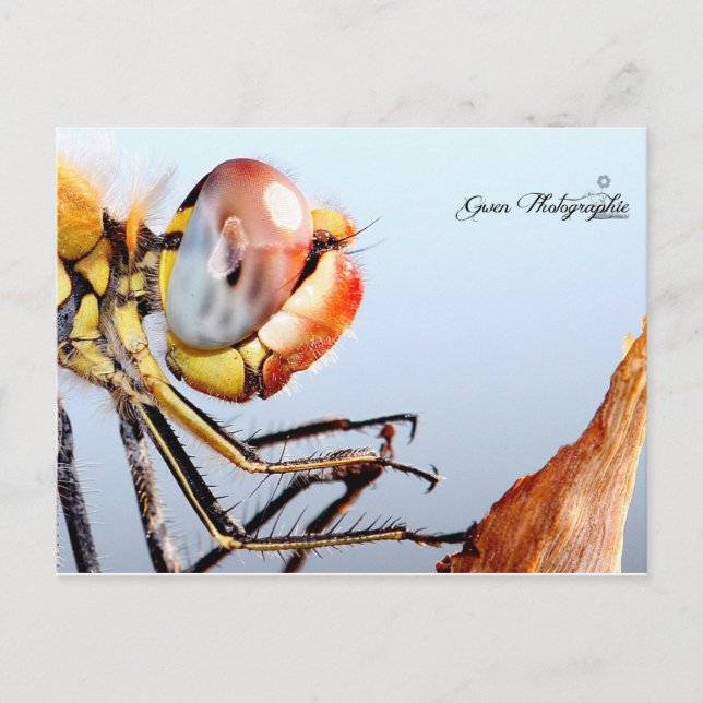 Carte Postale Libellule de Pourrières (Devant)