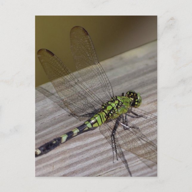 Carte Postale libellule d'insectes (Devant)