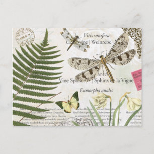 Carte Postale libellule française vintage