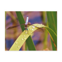 Libellule sur la feuille de goutte de pluie