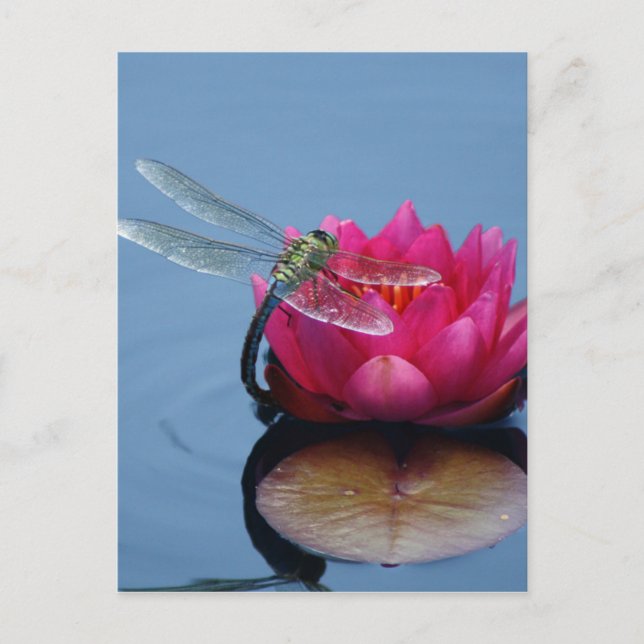 Carte Postale Libellule sur la fleur de Lotus (Devant)