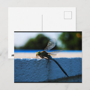 Carte Postale Libellule sur le rebord