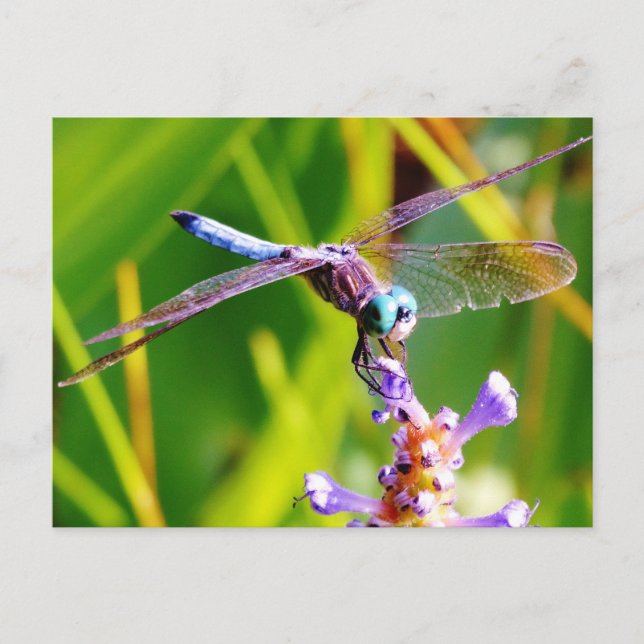 Carte Postale libellule turquoise et violette (Devant)