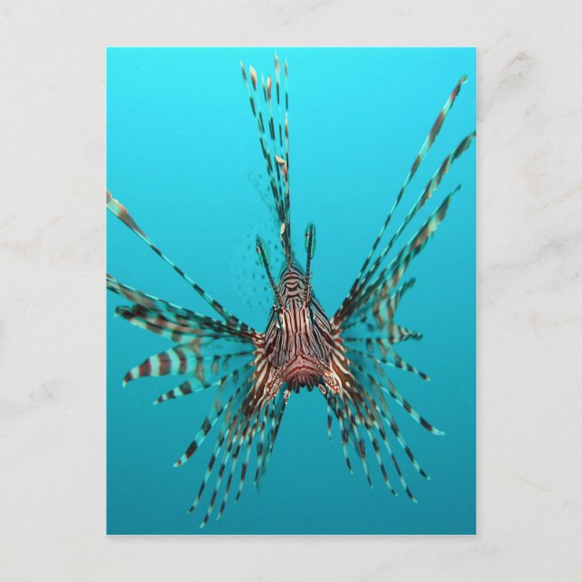 Carte Postale Liberté commune de poisson-lionne paix et joie (Devant)