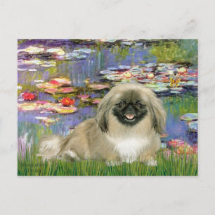 Carte Postale Lien 2 - Pekingese 1b