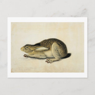 Carte Postale Lièvre à queue noire, John James Audubon