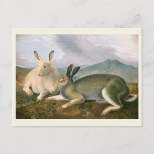 Carte Postale Lièvre arctique, c1841, peinture, John James Audub