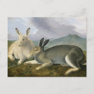 Carte Postale Lièvre arctique par John James Audubon
