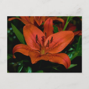Carte Postale lièvre rouge
