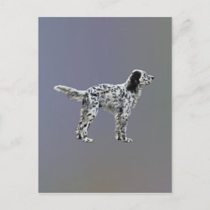 Carte Postale Liewellin Setter