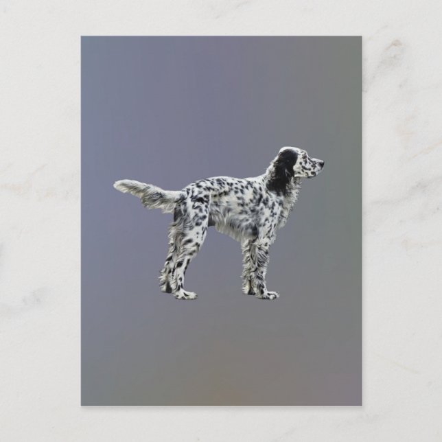 Carte Postale Liewellin Setter (Devant)