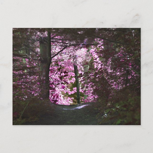 Carte Postale Light On Path Nature (Devant)