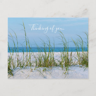 Carte Postale Ligne d'avoine de mer dans le sable blanc en pensa