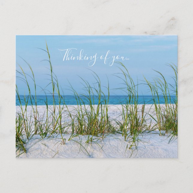 Carte Postale Ligne d'avoine de mer dans le sable blanc en pensa (Devant)