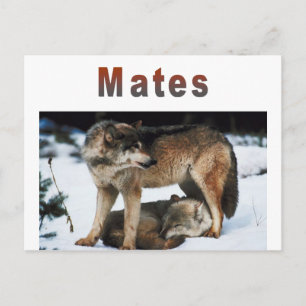 Carte Postale Ligne Wolf Mates