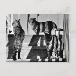 Carte Postale Lignes de chat