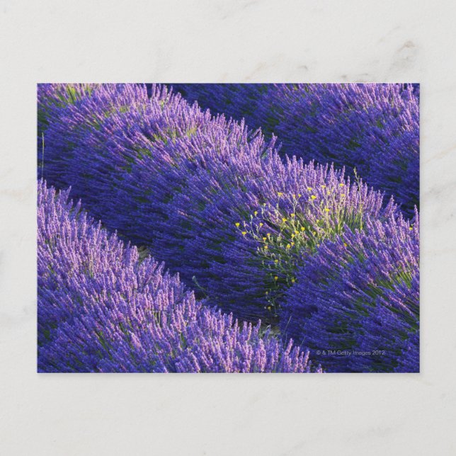 Carte Postale Lignes de lavande en pleine floraison (Devant)