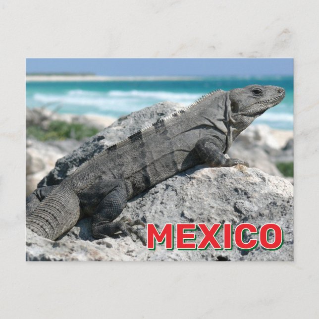 Carte Postale L'Iguana Noire À La Queue Au Mexique (Devant)