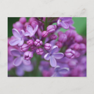 Carte Postale Lilac