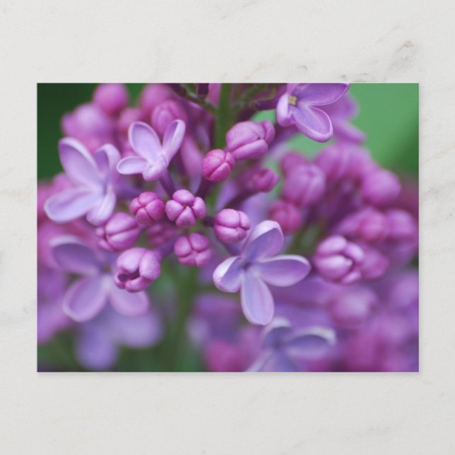 Carte Postale Lilac (Devant)