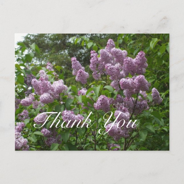 Carte Postale Lilac Bush Merci-violet (Devant)